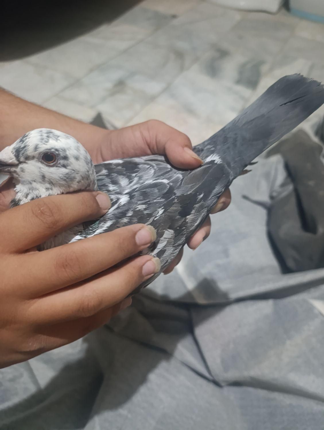 کفتر جوقی|پرنده|زابل, |دیوار
