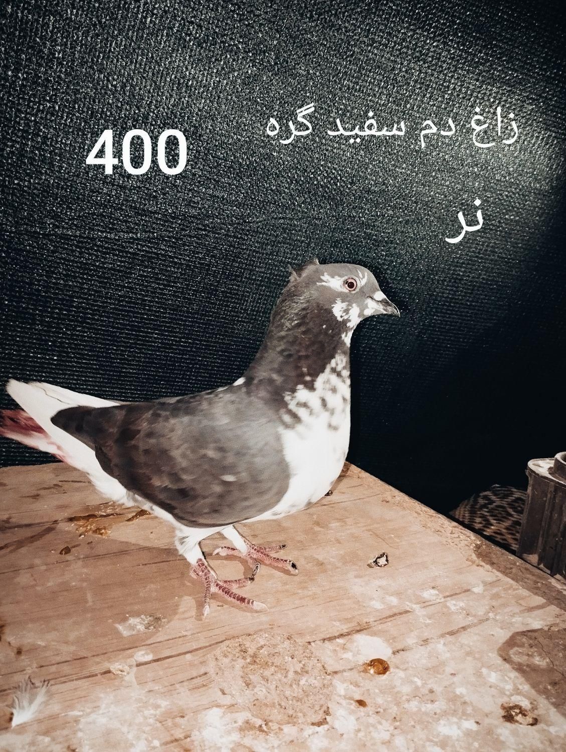 کبوتر پاکستانی چتری دم سفید سرور طوقی حراج آبشورک|پرنده|بندرعباس, |دیوار