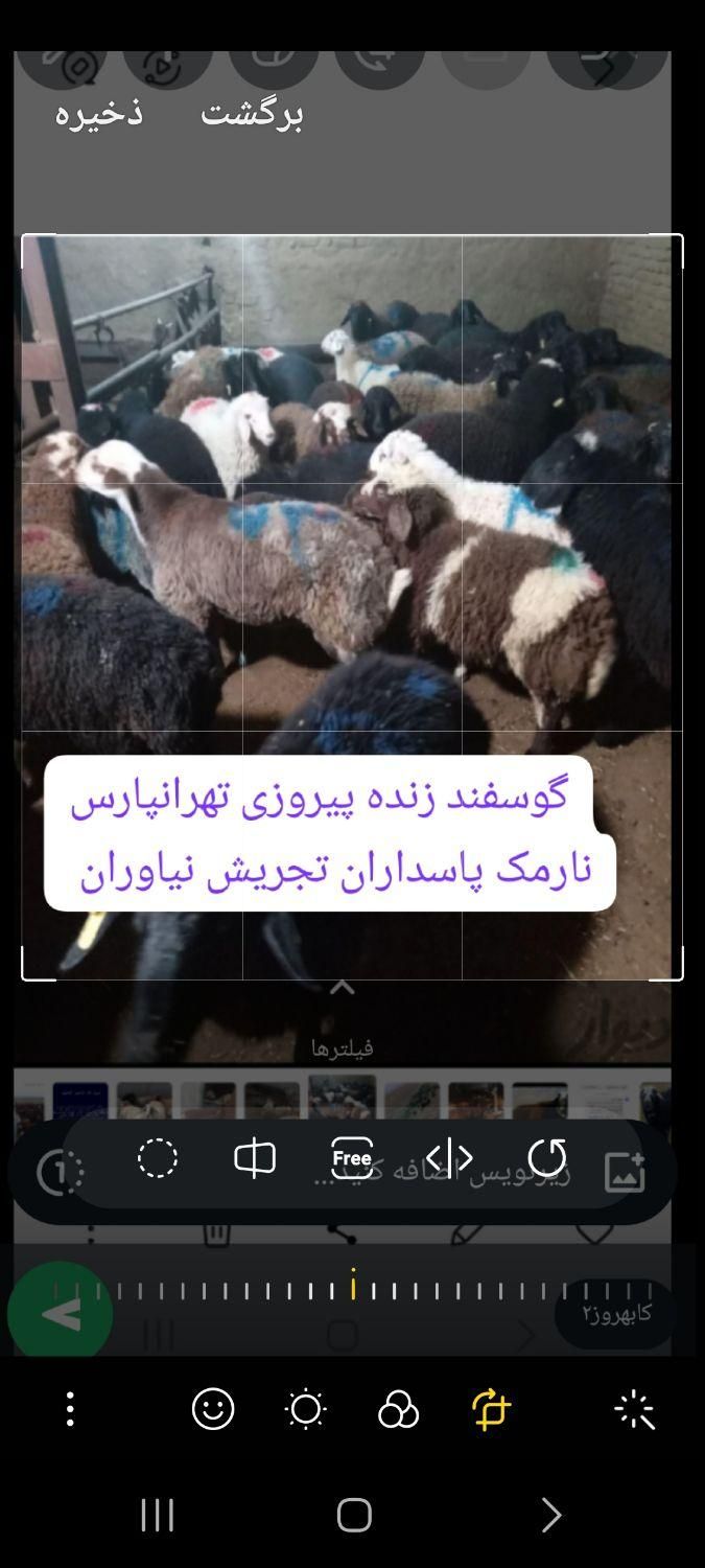 گوسفند زنده باقصاب تمام‌تهران شبانه روزی|حیوانات مزرعه|تهران, نارمک|دیوار