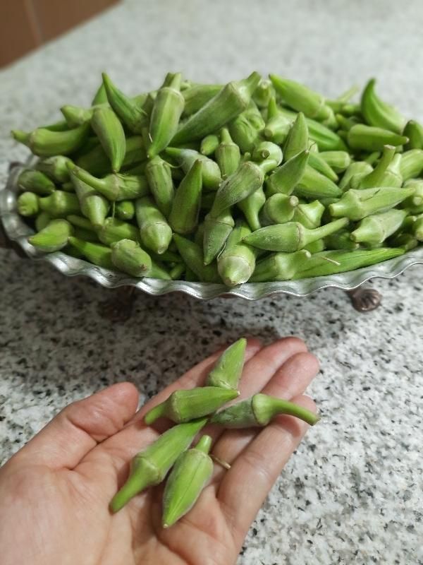 بامیه|خوردنی و آشامیدنی|اصفهان, بابوکان|دیوار