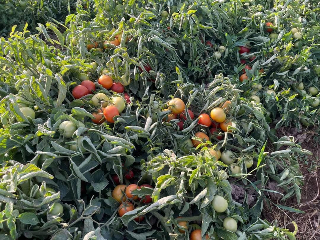 بذر f1گوجه با عملکرد استثنایی تیپ گوجه گرد،صادراتی|خدمات باغبانی و درختکاری|اهواز, آریاشهر|دیوار