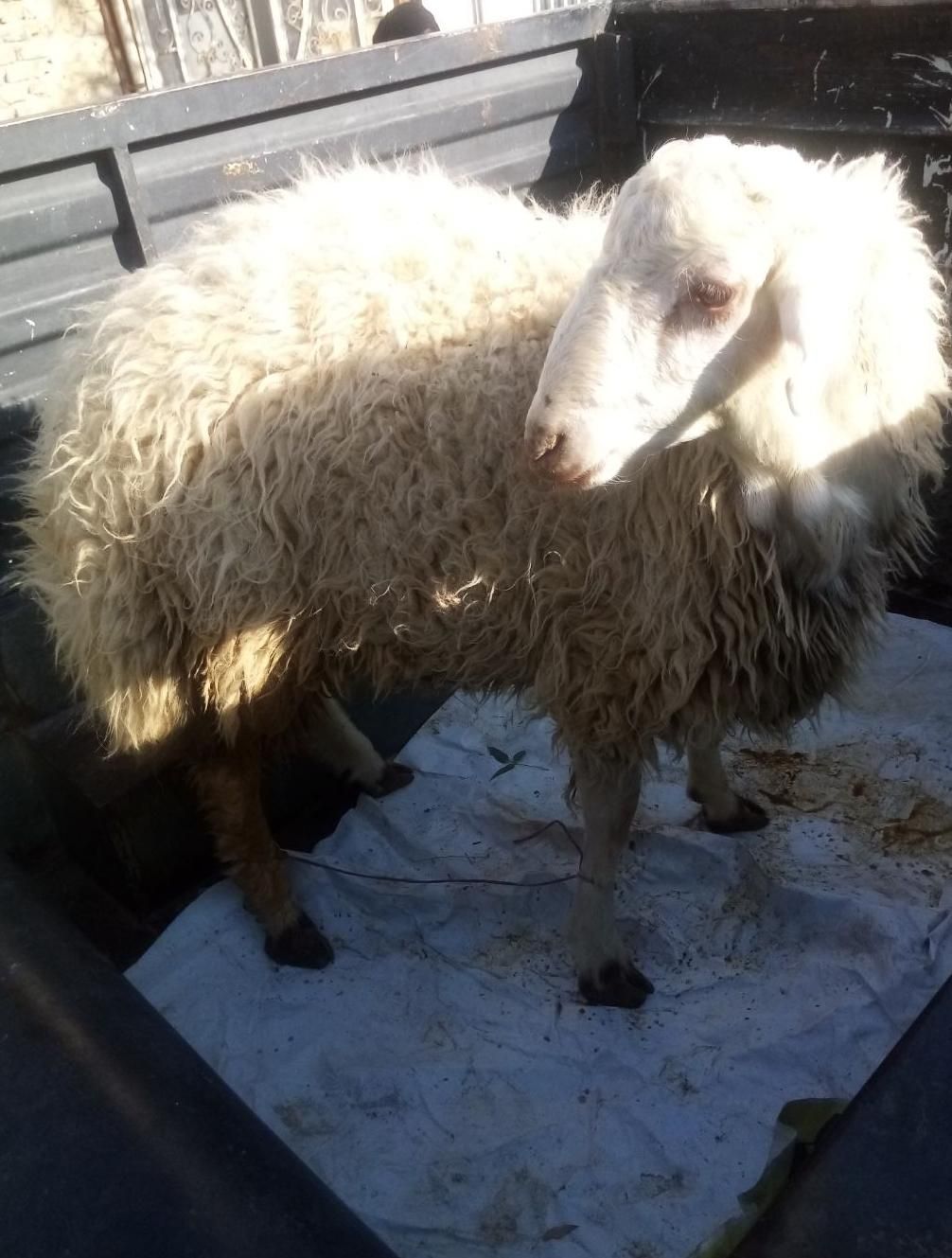 سلاخ قصاب سیار با امکانات مرادی|خدمات پذیرایی، مراسم|اراک, |دیوار