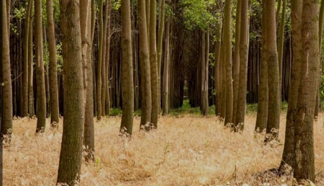 خرید و فروش چوب صنوبر|خدمات باغبانی و درختکاری|آستانه اشرفیه, |دیوار