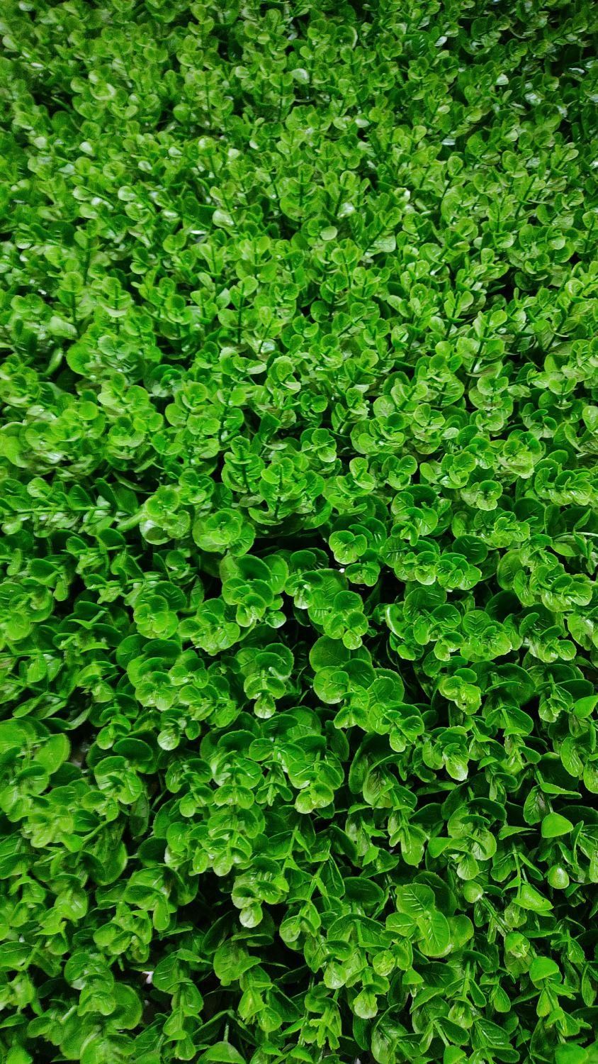 چمنِ دیواری دیوارسبز|خدمات باغبانی و درختکاری|تبریز, |دیوار