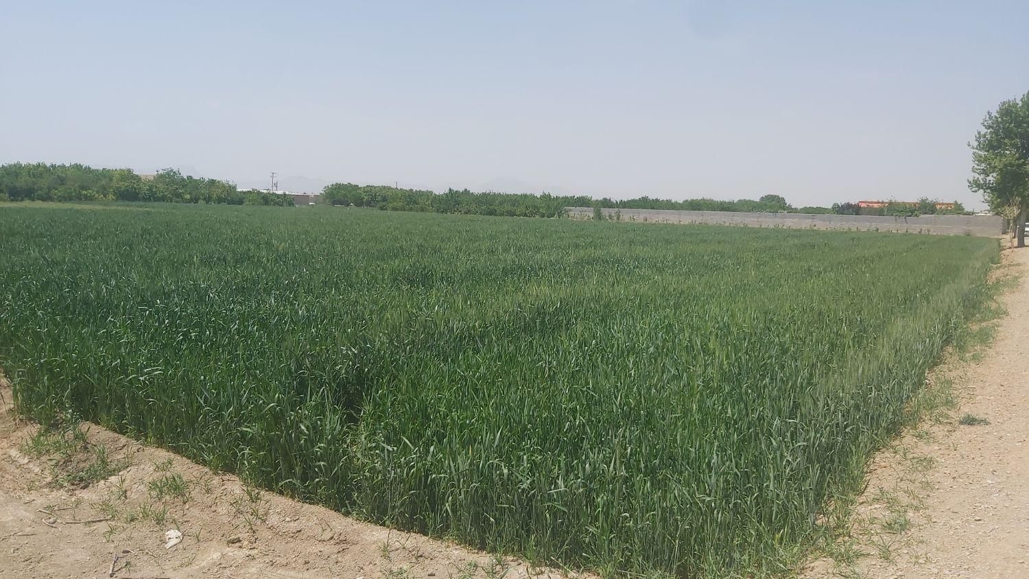 فروش یامعاوضه زمین 5100 متری مناسب گلخانه و باغ|فروش زمین و ملک کلنگی|نجفآباد, کهریزسنگ|دیوار