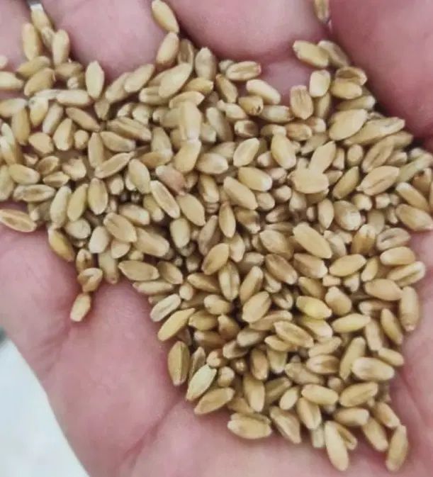 توزیع گندم مهرگان چمران بوجاری  هرتناژ و کود رازی|خدمات باغبانی و درختکاری|اهواز, لشکرآباد|دیوار