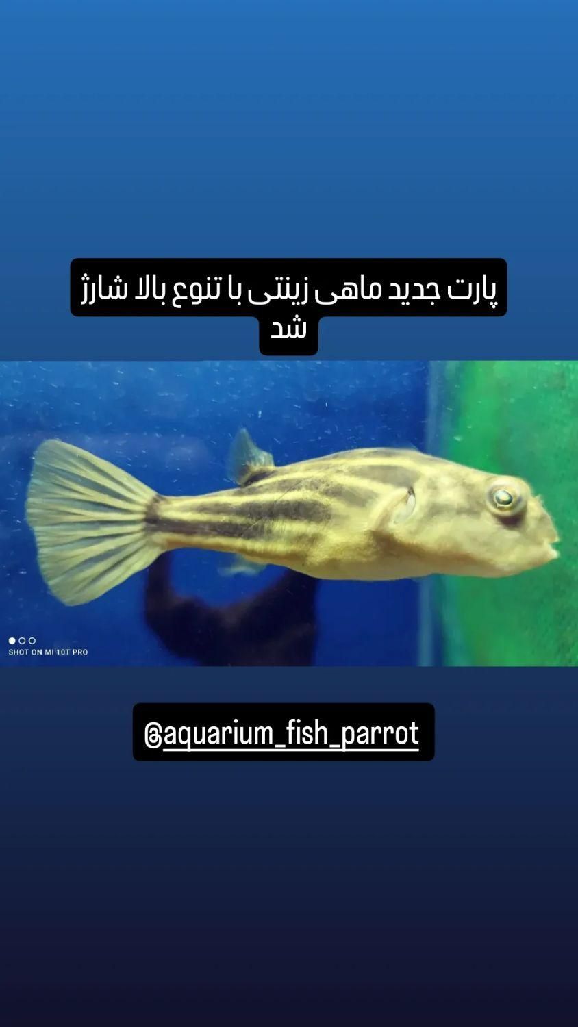 سورم لب ماتیکی|ماهی|اهواز, پادادشهر|دیوار