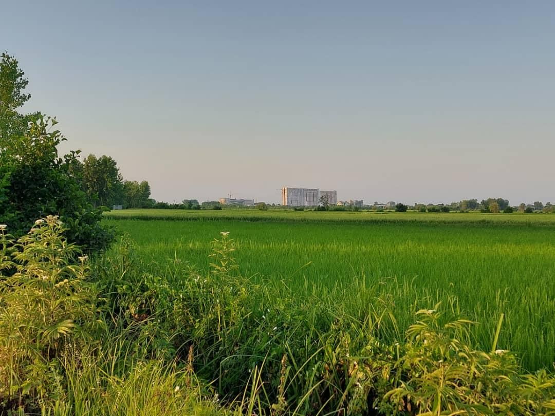 زمین مسکونی ۶۲۰ متری سند تک برگ و پروانه ساخت|فروش زمین و ملک کلنگی|رشت, گلسار|دیوار