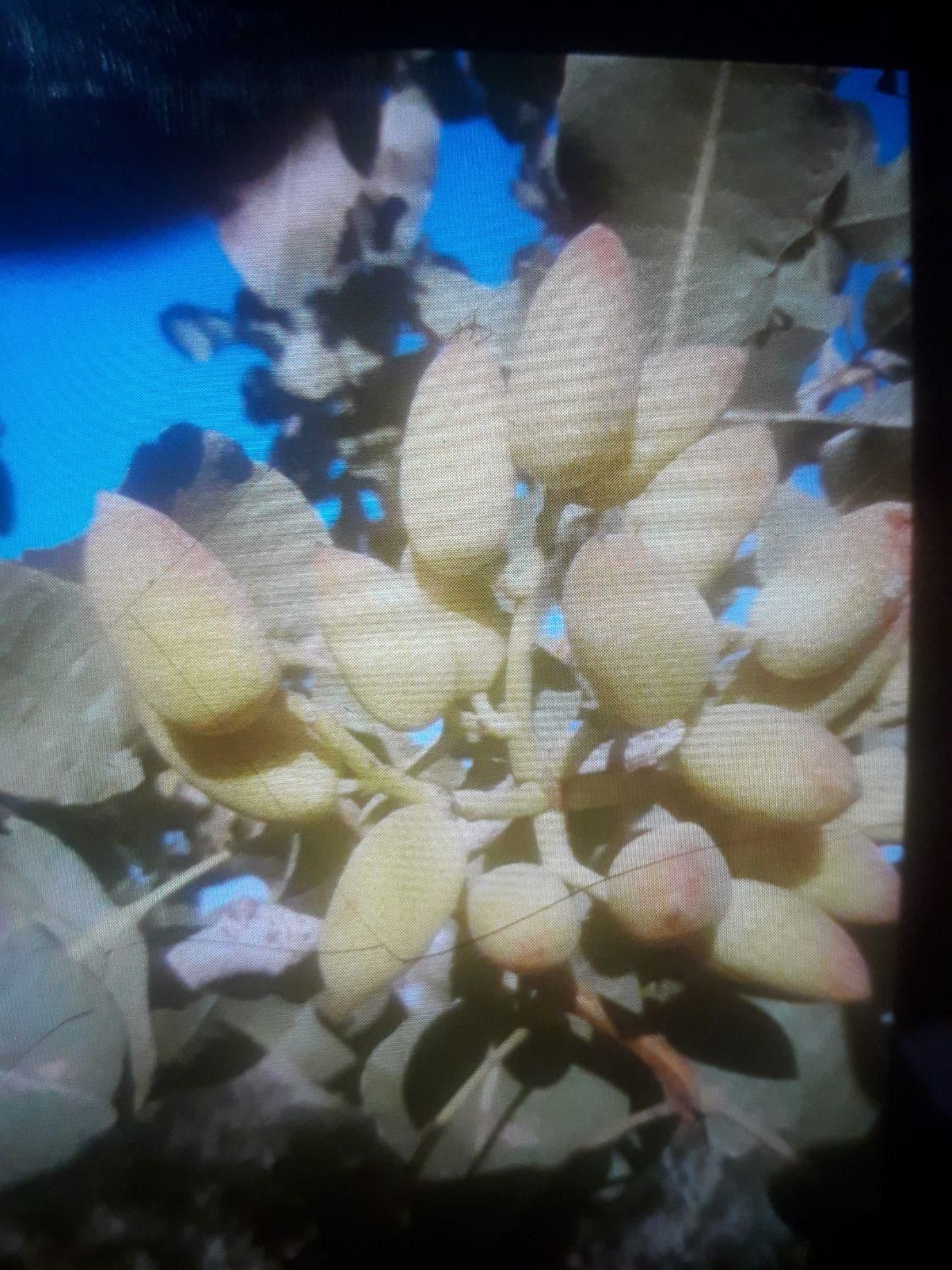 فروش زمین ۲ هکتار در باغ کرباسی|فروش زمین و ملک کلنگی|قم, باغ کرباسی|دیوار