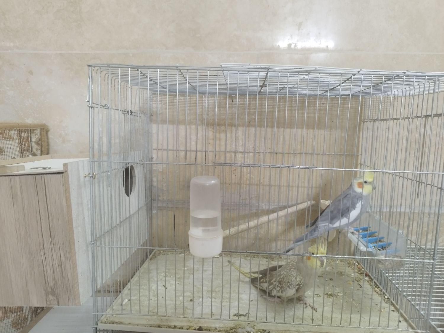 عروس هلندی|پرنده|اصفهان, کارلادان|دیوار