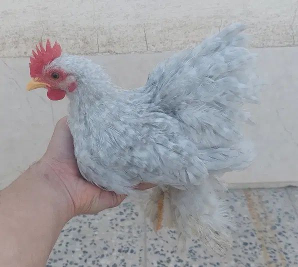 مرغو خروس کوشین|حیوانات مزرعه|اصفهان, برزان|دیوار