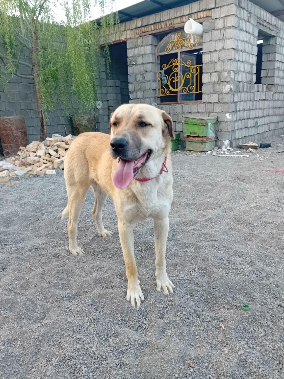 دزدیده شدن از فیرورق|حیوانات|خوی, |دیوار