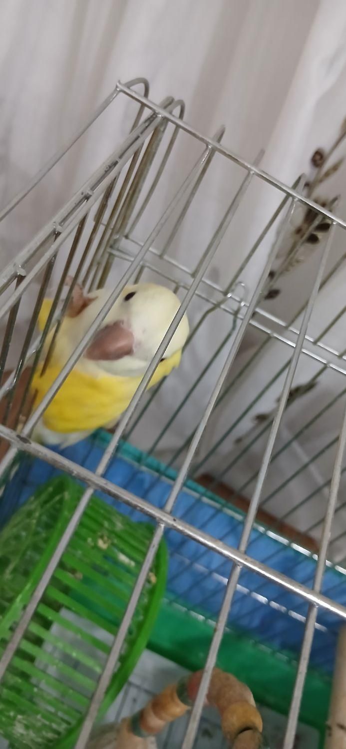 پرنده راهب زرد سخنگو (توضیحات خونده بشه)|پرنده|دورود, |دیوار