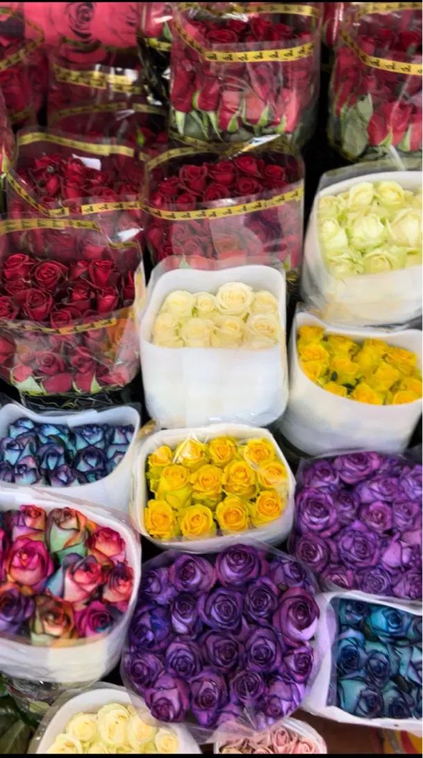 گل رز هلندی بازارقیمت عمده مدارس ادارات آنلاین شاپ|گل و گیاه طبیعی|تهران, بازار|دیوار