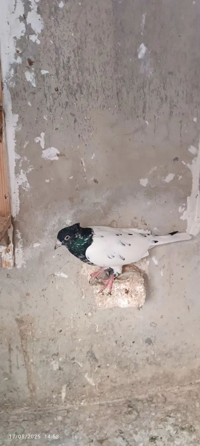 سینه سیاه.کله سیاه ماده.کله زردماده|پرنده|مشهد, طلاب|دیوار