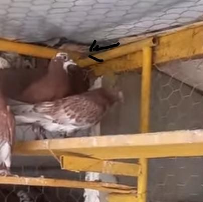 دو عدد کبوتر جوجه مطابق عکس غریب رفته|پرنده|آبیک, |دیوار