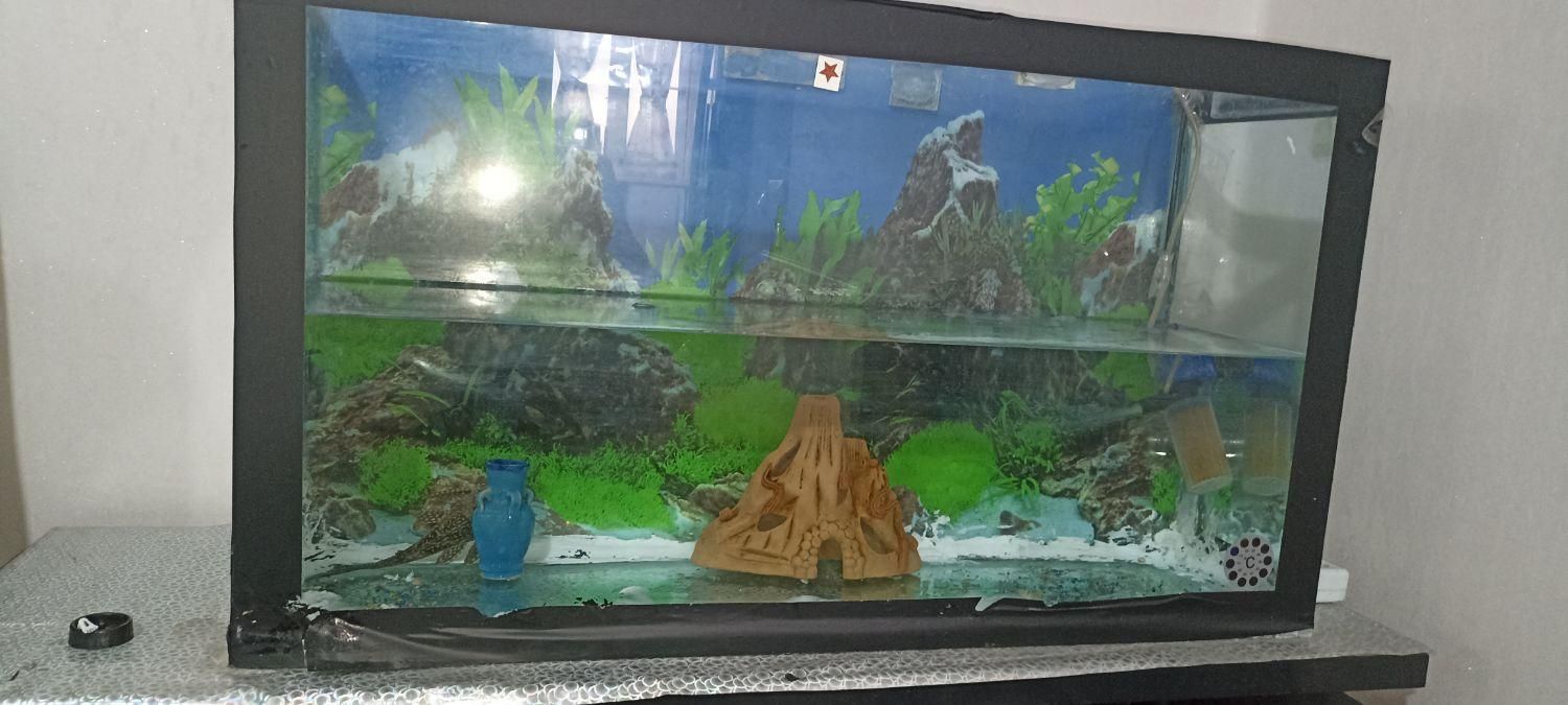 آکواریوم|ماهی|پردیس, فاز ۵|دیوار