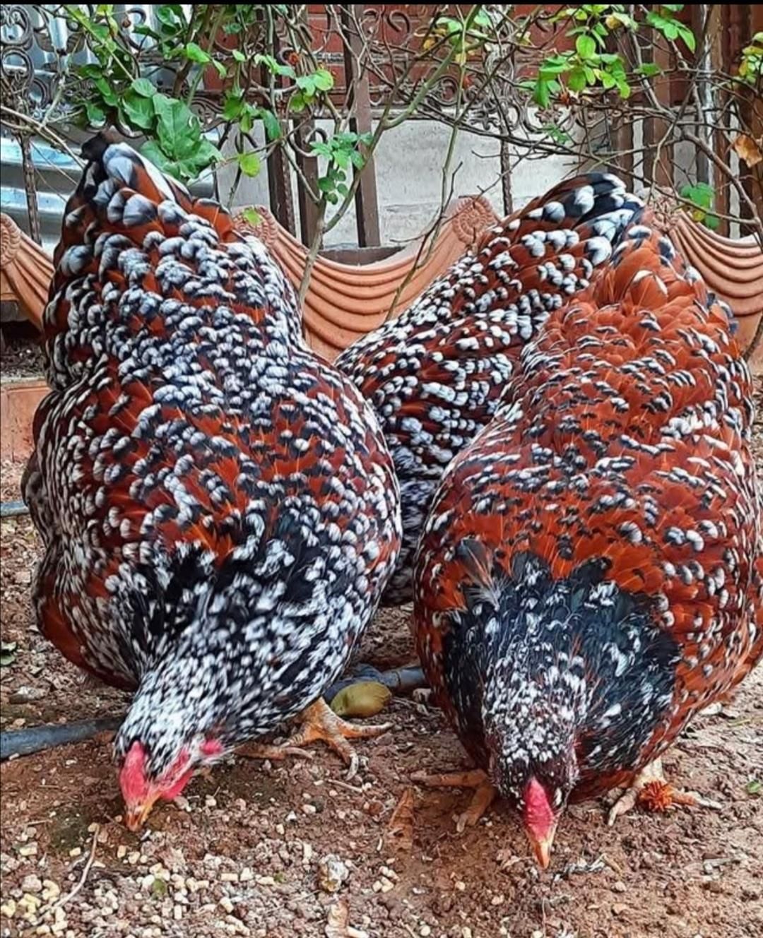 تخم مرغ نطفه دارازنژادهای زینتی وکمیاب|حیوانات مزرعه|تهران, خاوران|دیوار