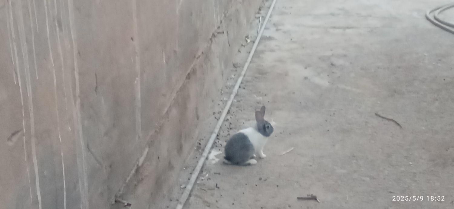 انواع خرگوش|موش و خرگوش|دزفول, |دیوار