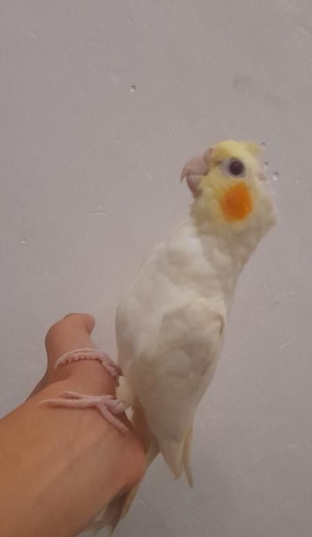 طوطی عروس|پرنده|رشت, حمیدیان|دیوار