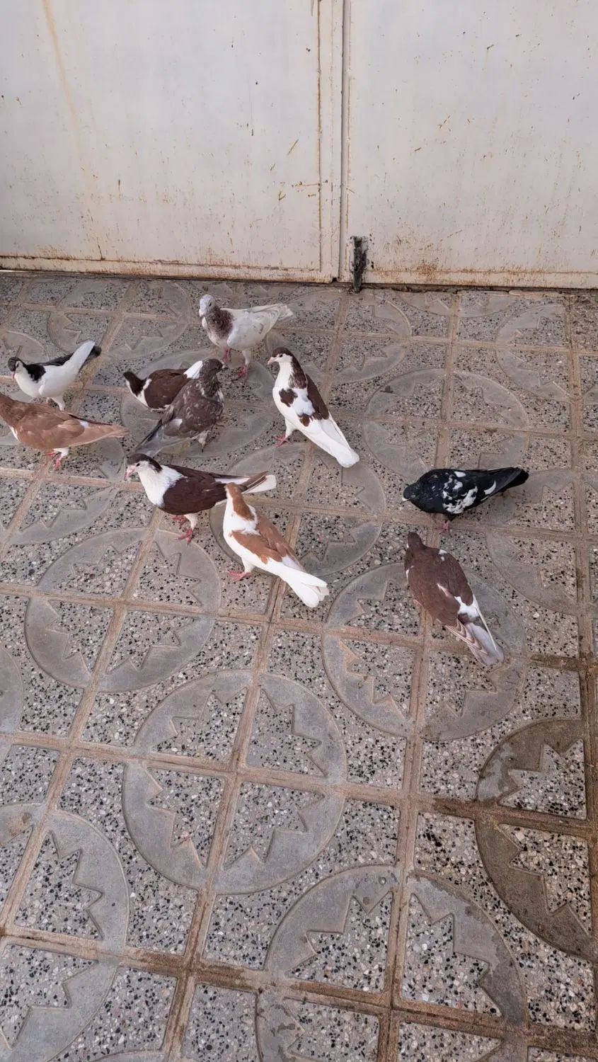 کفتر|پرنده|مشهد, کوی سیدی|دیوار