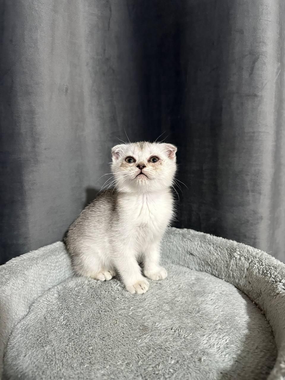 بچه گربه های اسکاتیش و بریتیش|گربه|شیراز, عفیف‌آباد|دیوار