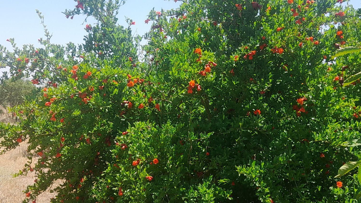 باغ انار ۱۲۰۰متر|فروش دفتر صنعتی، کشاورزی، تجاری|ساوه, |دیوار