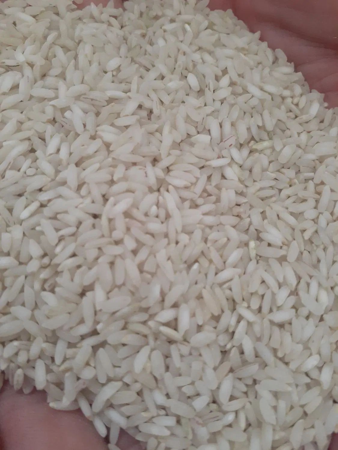 برنج لنجان و خرده دو قد|خوردنی و آشامیدنی|اصفهان, باغ فردوس|دیوار