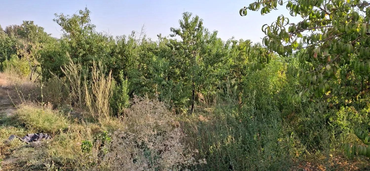 ۱۰۰۰ متر باغ در منطقه پیربکران نقدی یا معاوضه|فروش زمین و ملک کلنگی|اصفهان, شفق|دیوار