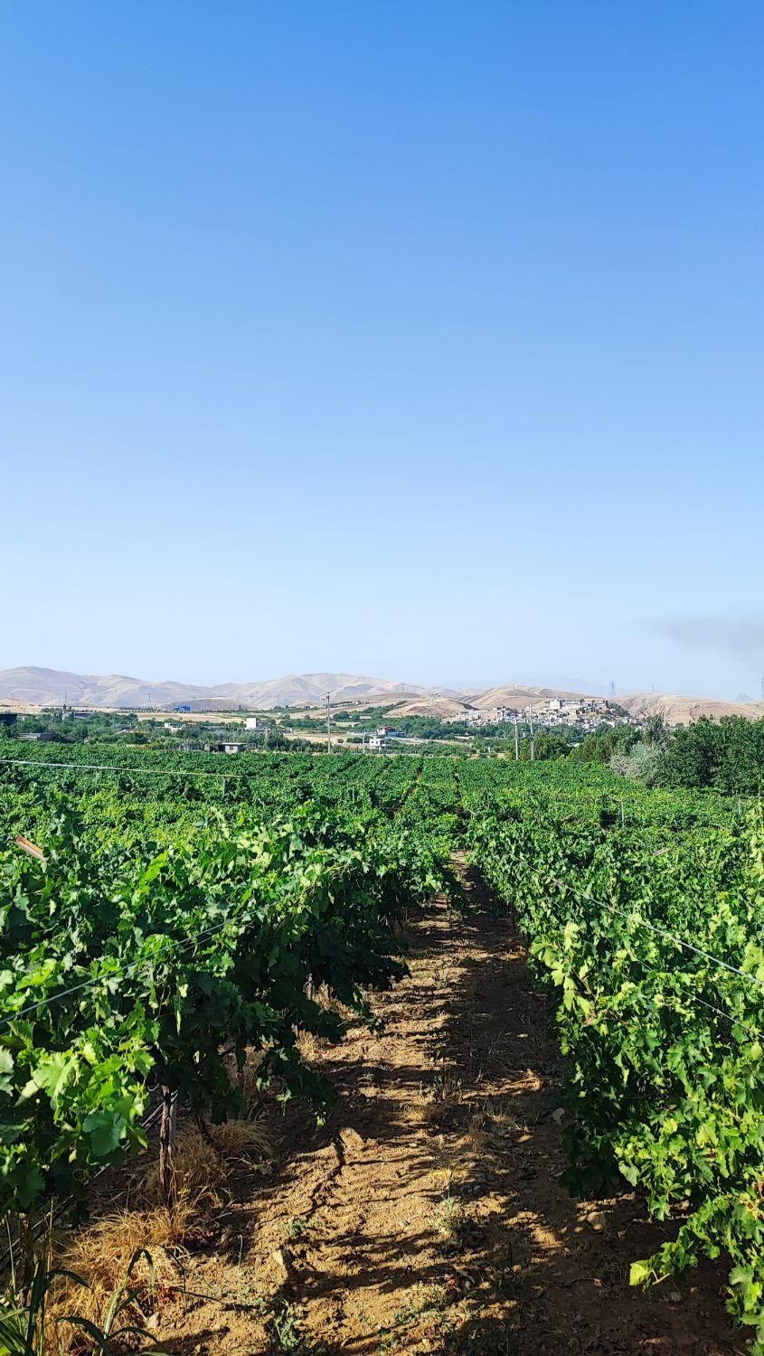 نهال گلدانی انگور تجاری خارجی|گل و گیاه طبیعی|سنندج, |دیوار