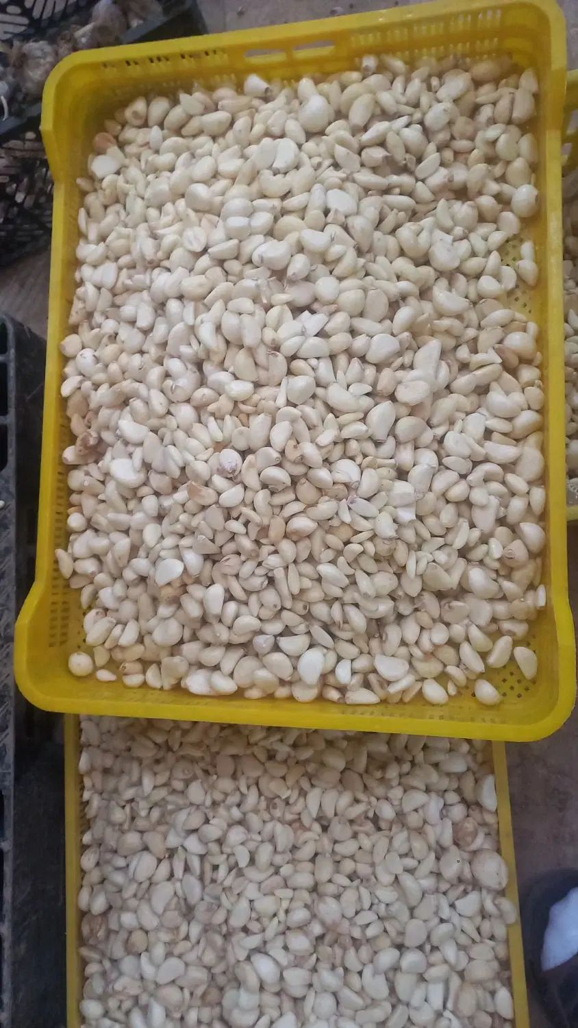 سیر پوست کنده|خوردنی و آشامیدنی|مشهد, شهرک صنعتی توس|دیوار