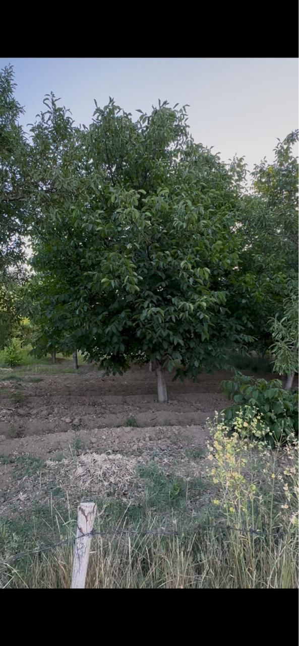 معاوضه باغ با اپارتمان|فروش زمین و ملک کلنگی|اصفهان, خانه اصفهان|دیوار