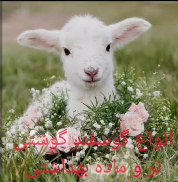 فروش گوسفند زنده بره بز با قصاب نذری شبانه روزی|حیوانات مزرعه|اصفهان, ملک‌شهر|دیوار