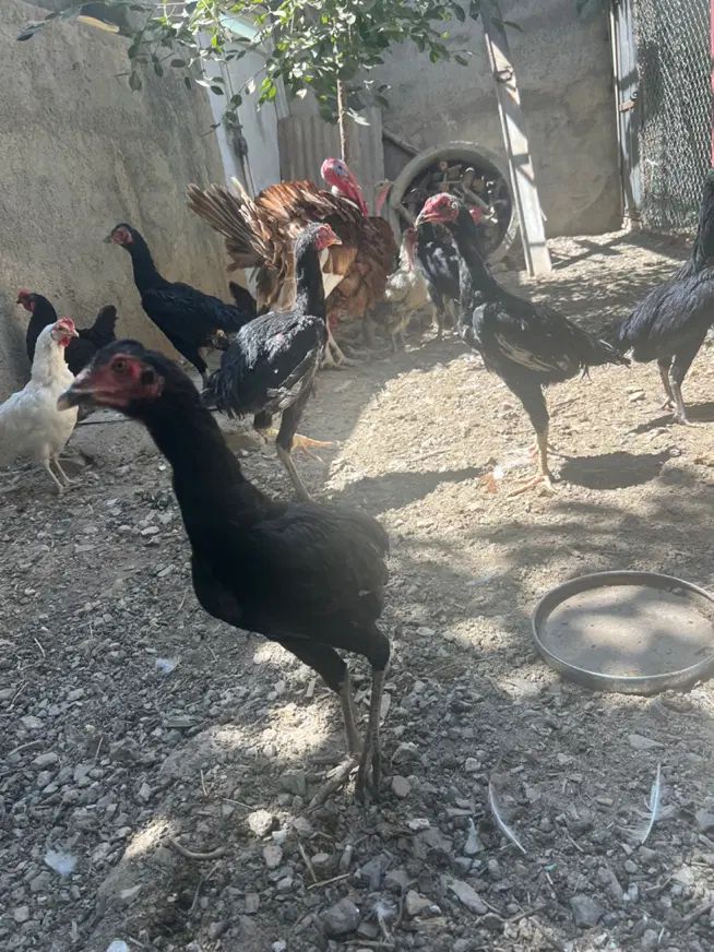 مرغ و خوروس لاری پاکستانی|حیوانات مزرعه|تهران, عبدل‌آباد|دیوار