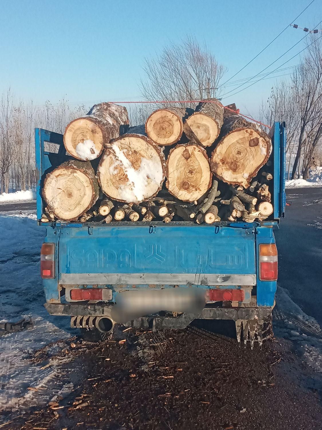 دام اغاج نال سوید چنار حرس درخت|خدمات باغبانی و درختکاری|اردبیل, |دیوار