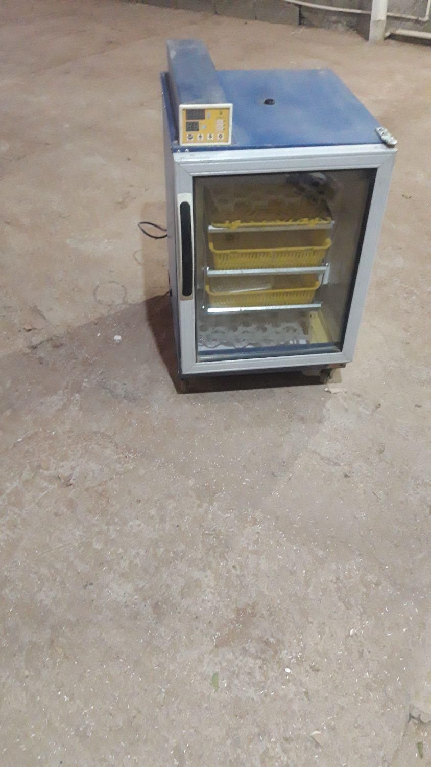 دستگاه جوجه کشی دماوند|لوازم جانبی حیوانات|قدس, شهر‌قدس|دیوار