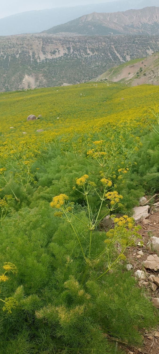 ۲تن کاه|لوازم جانبی حیوانات|کازرون, |دیوار