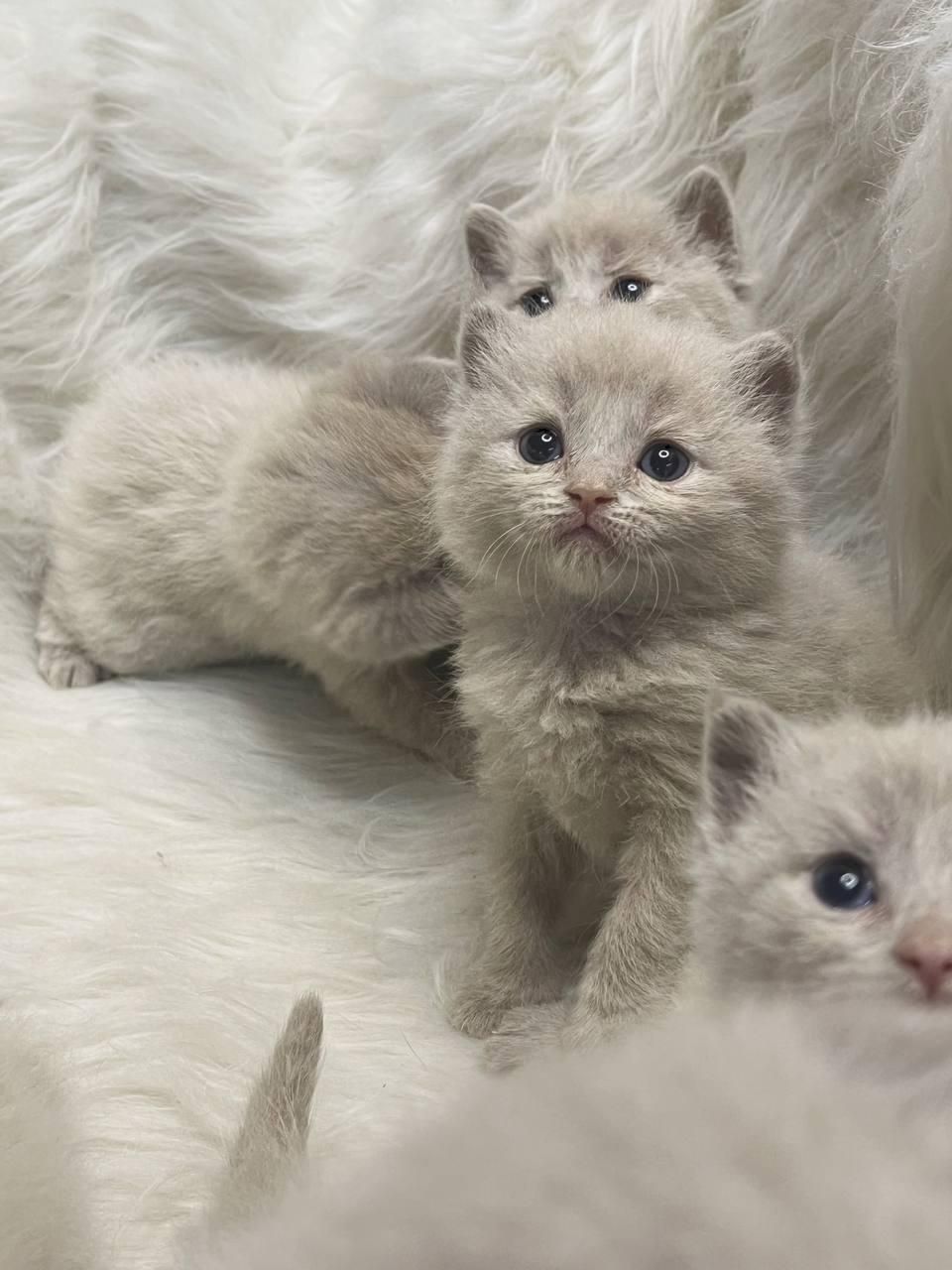 دنیای گربه های اصیل ( پرشین بریتیش اسکاتیش )|گربه|بندرعباس, |دیوار