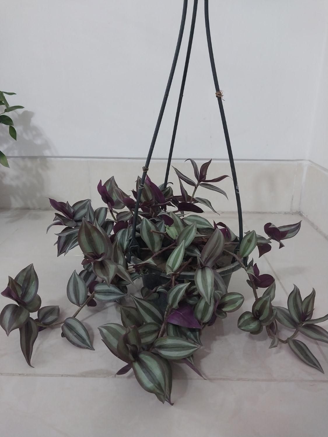گل برگ بیدی خانگی|گل و گیاه طبیعی|مبارکه, |دیوار