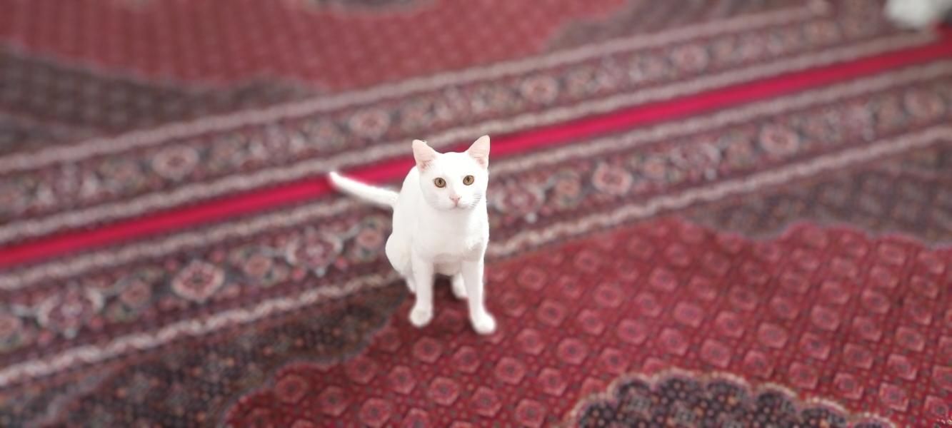 گربه زیبا وباهوش|گربه|مهاباد (آذربایجان غربی), |دیوار