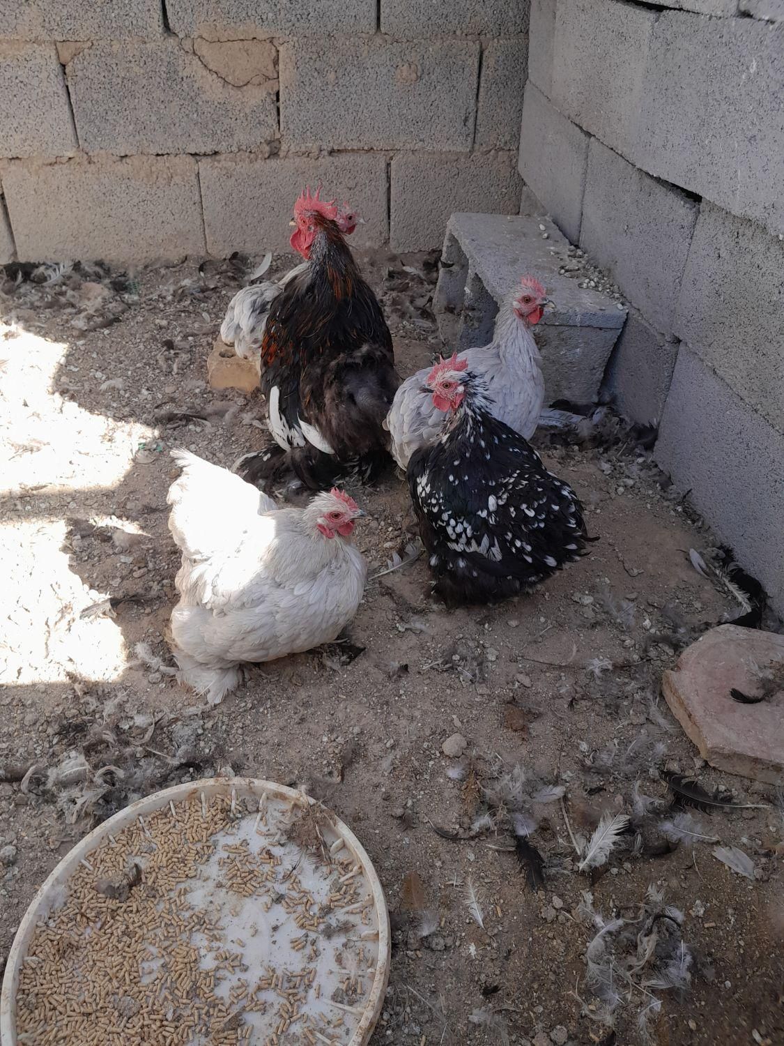 تخم‌نطفه‌دار،جاپنیز.کوشین.مینیاتوری‌،گلین|حیوانات مزرعه|نجف‌آباد, گلدشت|دیوار