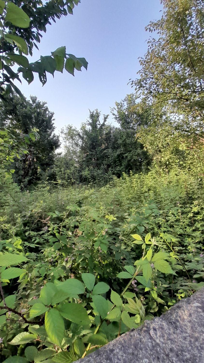 فروش ۲۹۳ متر زمین ویلایی ویرمونی|فروش زمین و ملک کلنگی|آستارا, |دیوار