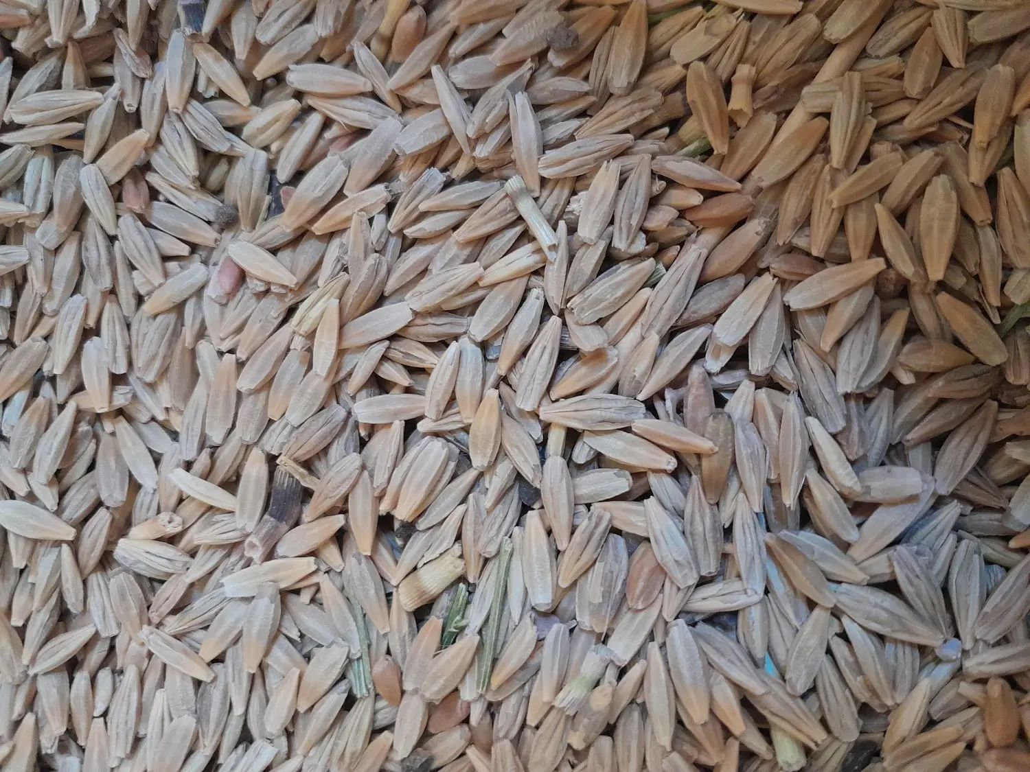 جو دیم محلی|خوردنی و آشامیدنی|مشهد, رسالت|دیوار