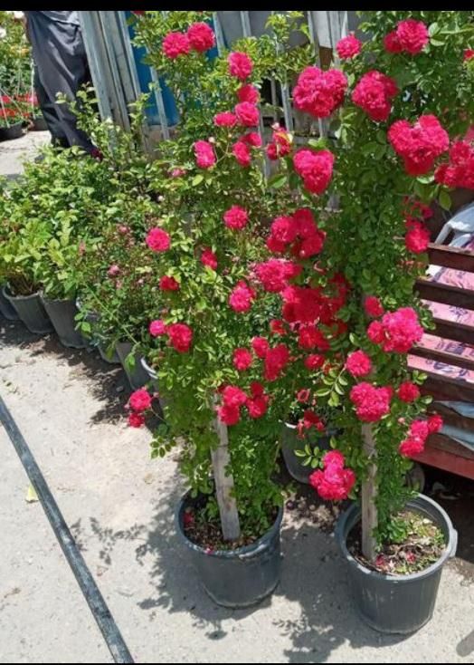 باغبانی سم  پاشی درختان در تمام نقاط شهر|خدمات باغبانی و درختکاری|مشهد, آزادشهر|دیوار