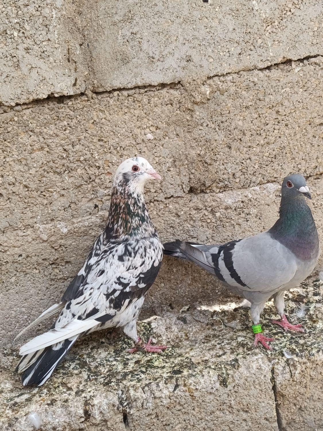 سرور و پلاکی|پرنده|برازجان, |دیوار