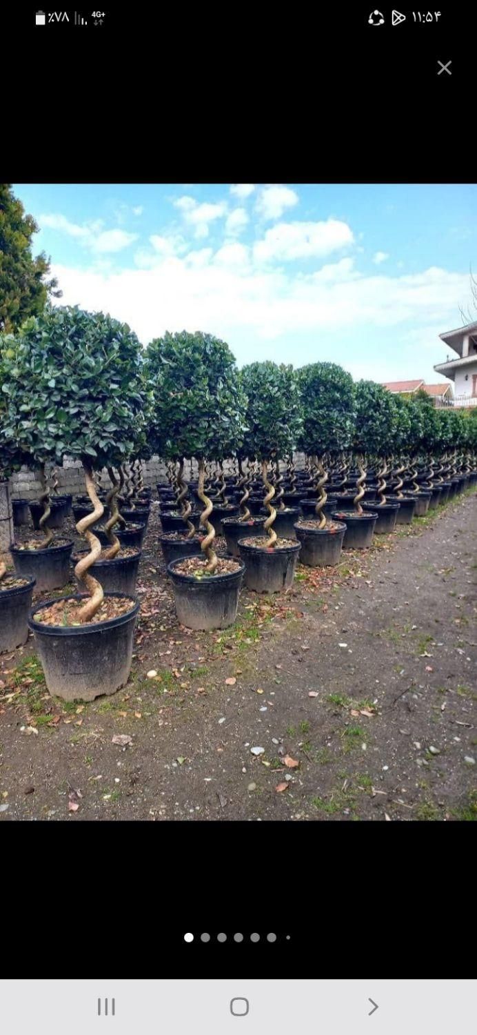 خدمات باغبانی فروش گیا قیمت مناسب|خدمات باغبانی و درختکاری|کرج, فاز ۲ مهرشهر|دیوار