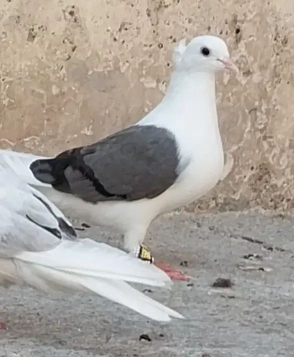 فروش کبوتردورگ ومعمولی ماده دوکت سبزو بچ طوق سفید|پرنده|دزفول, |دیوار