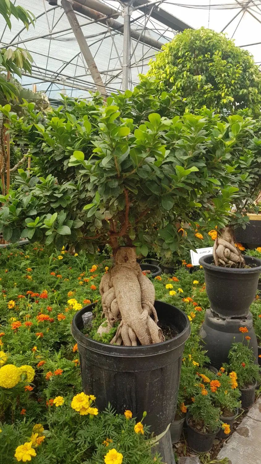 گیاه بن سای|گل و گیاه طبیعی|تهران, عباس‌آباد|دیوار