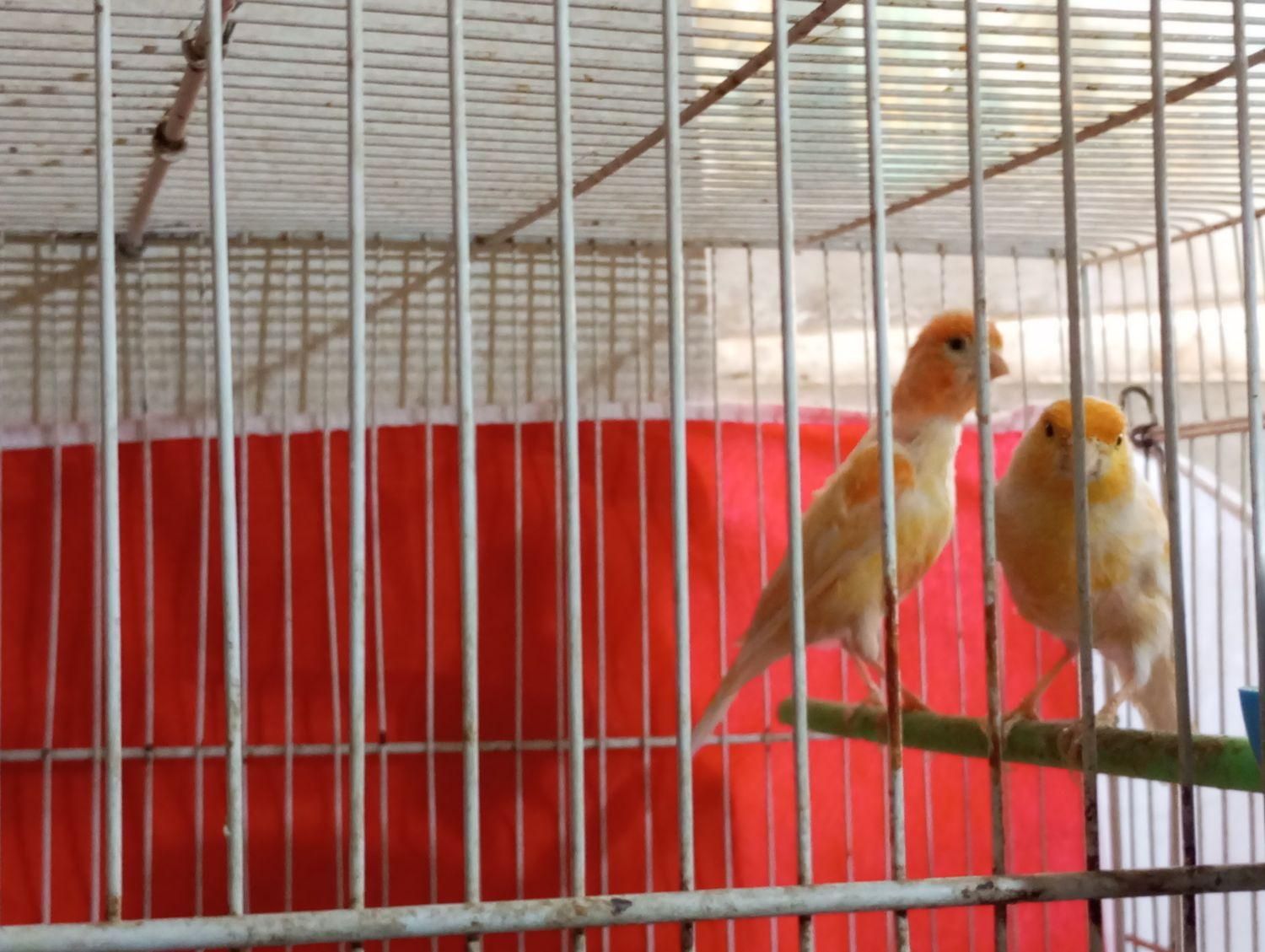 دو جفت قناری و سهره|پرنده|بیرجند, |دیوار