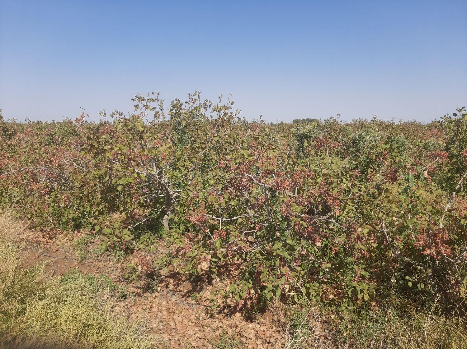 فروش 14 هکتار باغ پسته ورامین جواد آباد|فروش دفتر صنعتی، کشاورزی، تجاری|جوادآباد, |دیوار